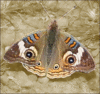 common buckeye. butterfly clip art